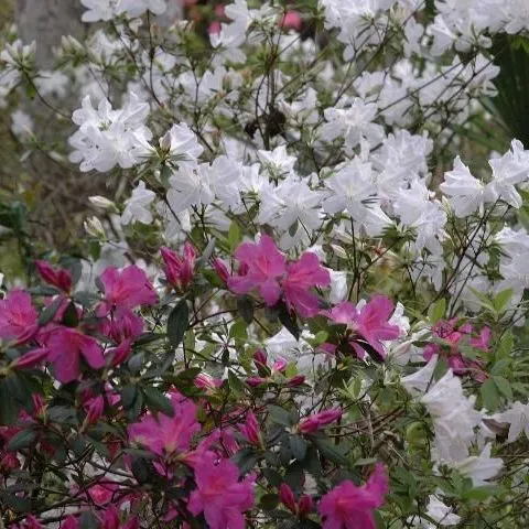 thumbnail for publication: Key Plant, Key Pests: Azalea (Rhododendron spp.)